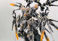 Wanxiangjubian Model Tactical Machine Apocalypse (2025WF Limited Transparent Edition) 1/100 Scale Model Kit